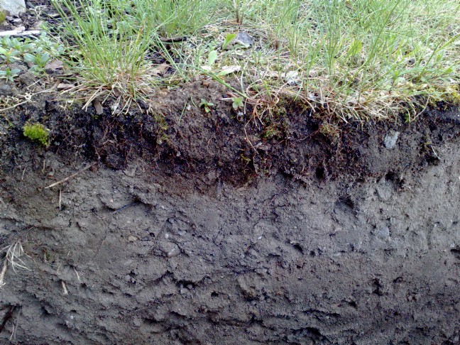 File:SoilSectional.jpg