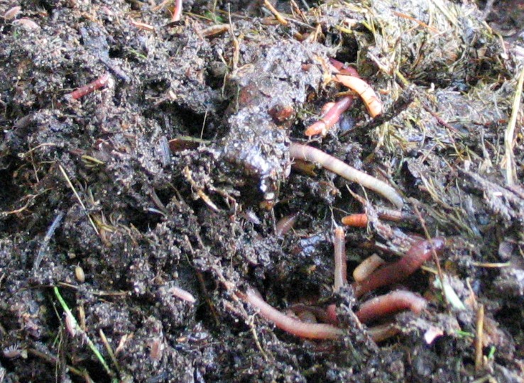 File:CompostWithEarthworm.jpg